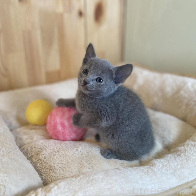 販売中の長野県のロシアンブルー-135849の9枚目