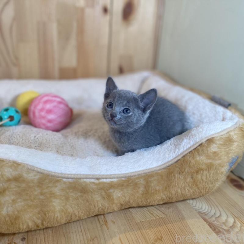 販売中の長野県のロシアンブルー-135849の8枚目