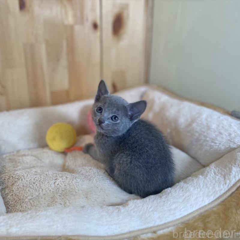 販売中の長野県のロシアンブルー-135849の7枚目