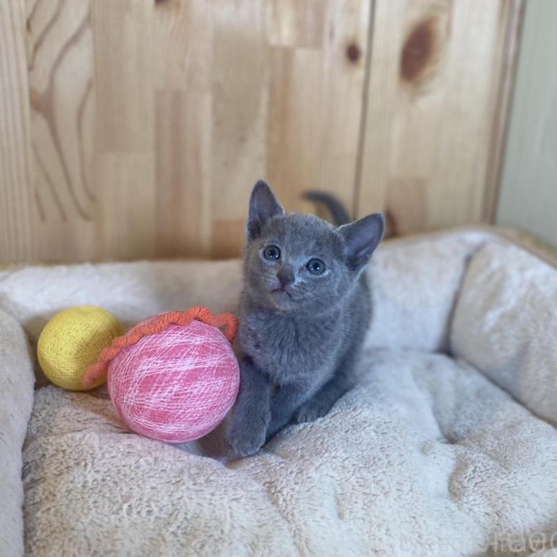 販売中の長野県のロシアンブルー-135849の6枚目