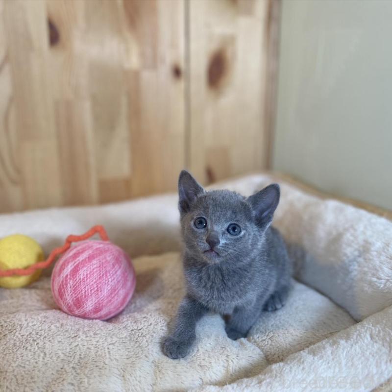 販売中の長野県のロシアンブルー-135849の3枚目