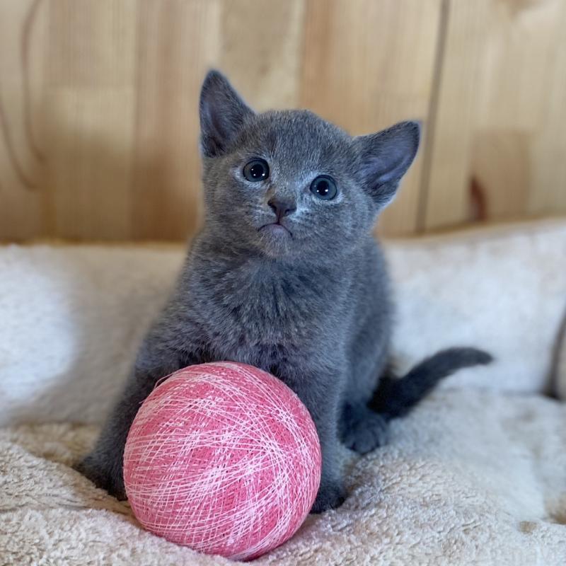 販売中の長野県のロシアンブルー-135850の1枚目