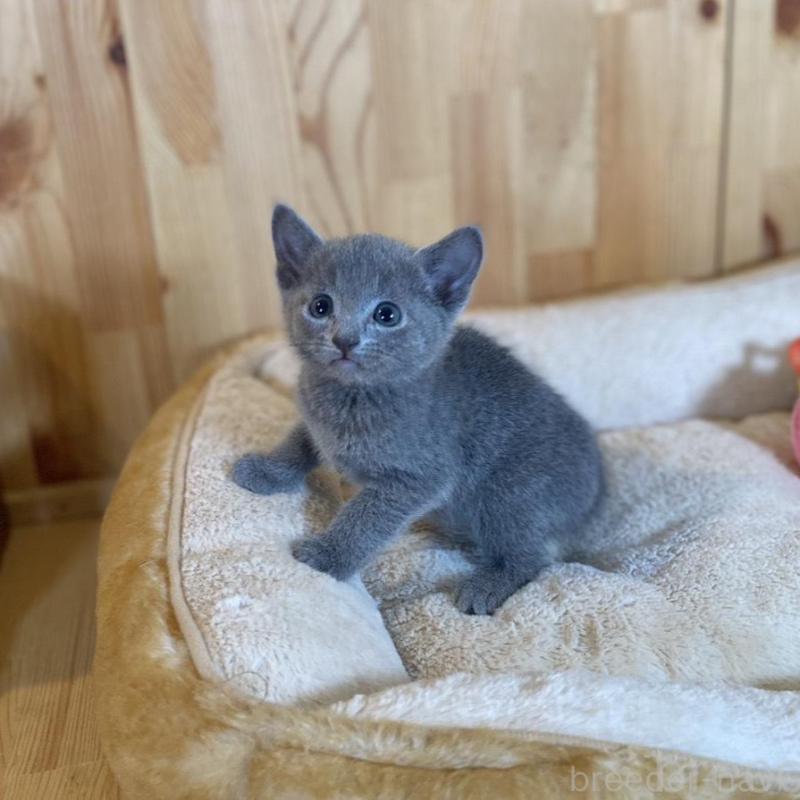 販売中の長野県のロシアンブルー-135850の9枚目