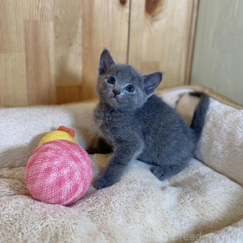 販売中の長野県のロシアンブルー-135850の7枚目