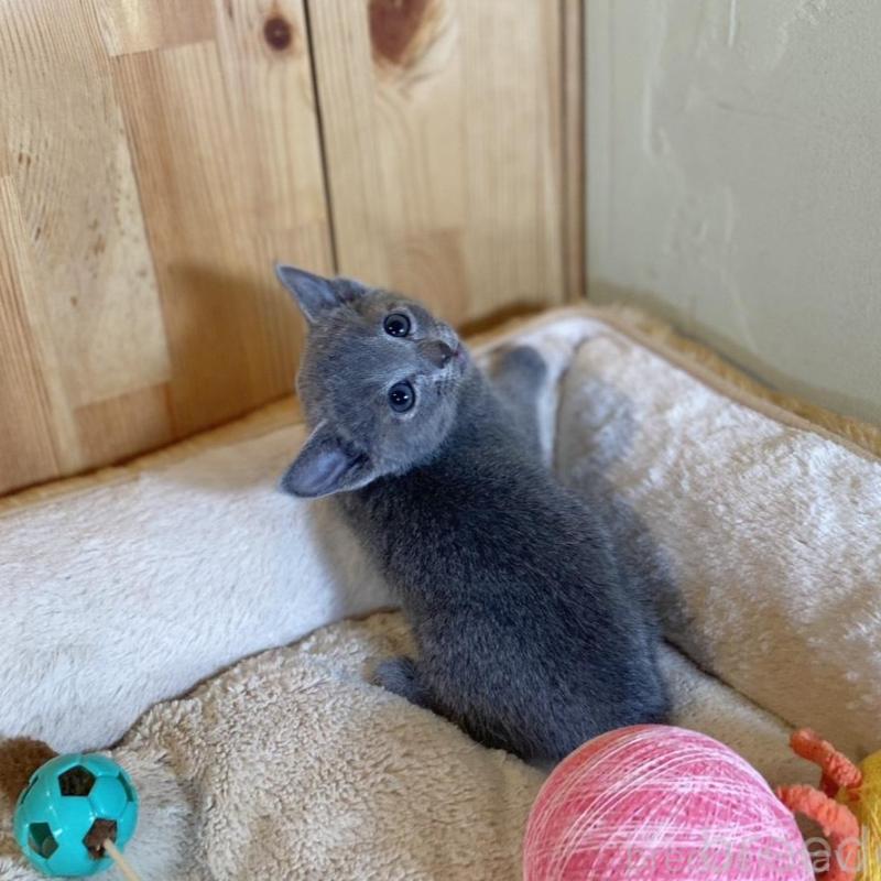 販売中の長野県のロシアンブルー-135850の6枚目