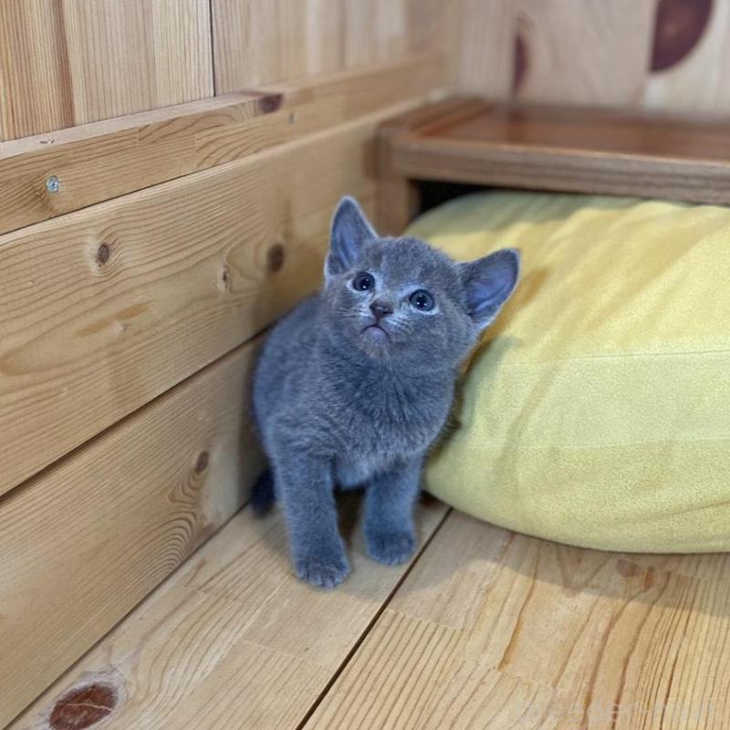 販売中の長野県のロシアンブルー-135850の5枚目