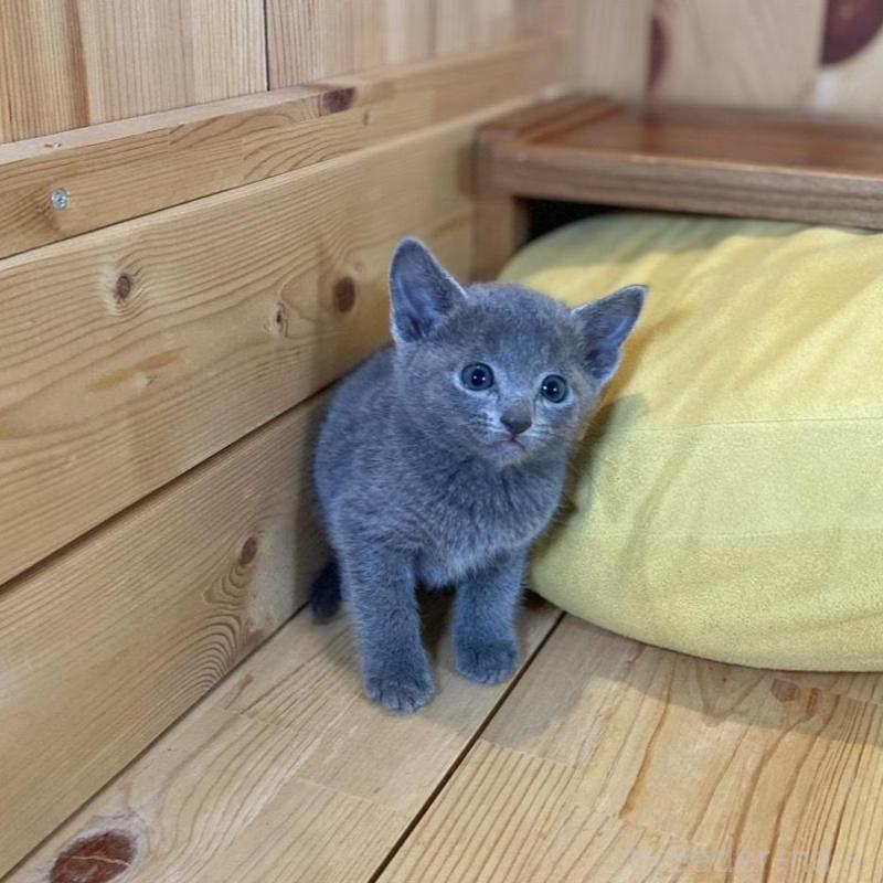 販売中の長野県のロシアンブルー-135850の4枚目