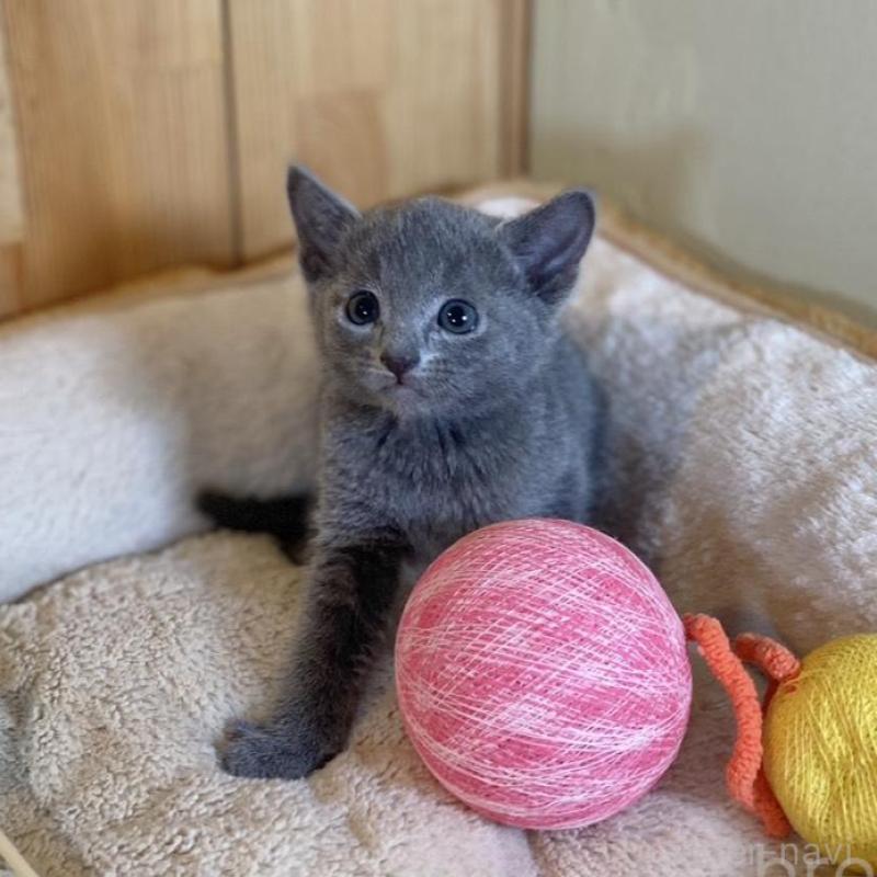 販売中の長野県のロシアンブルー-135850の3枚目