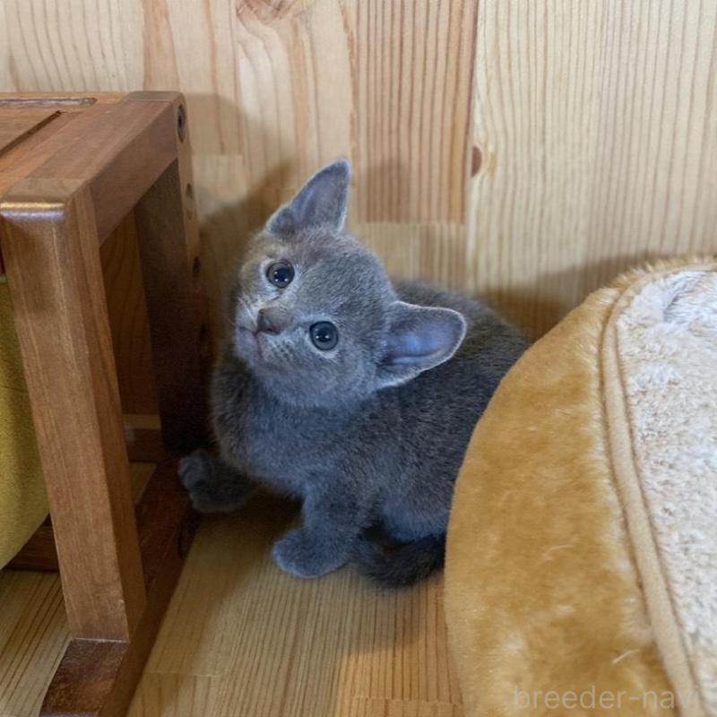 販売中の長野県のロシアンブルー-135850の2枚目