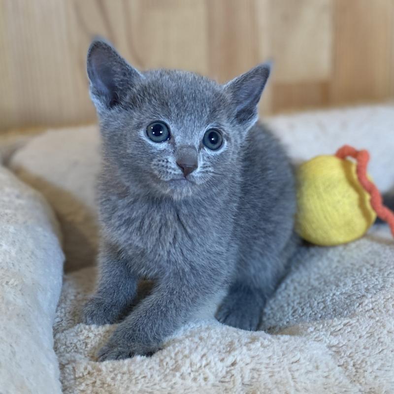 販売中の長野県のロシアンブルー-135851