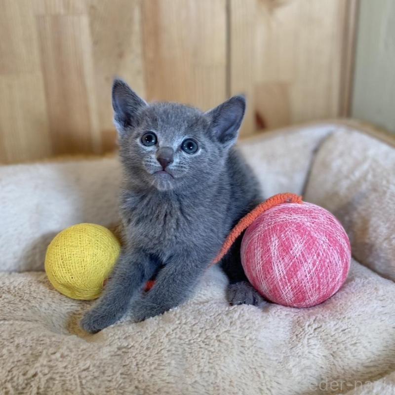 販売中の長野県のロシアンブルー-135851の8枚目