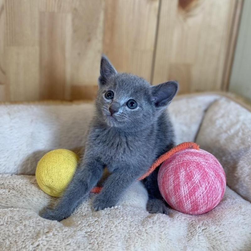 販売中の長野県のロシアンブルー-135851の7枚目