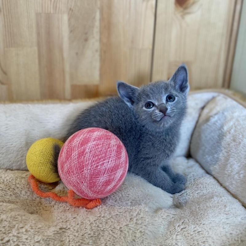 販売中の長野県のロシアンブルー-135851の6枚目