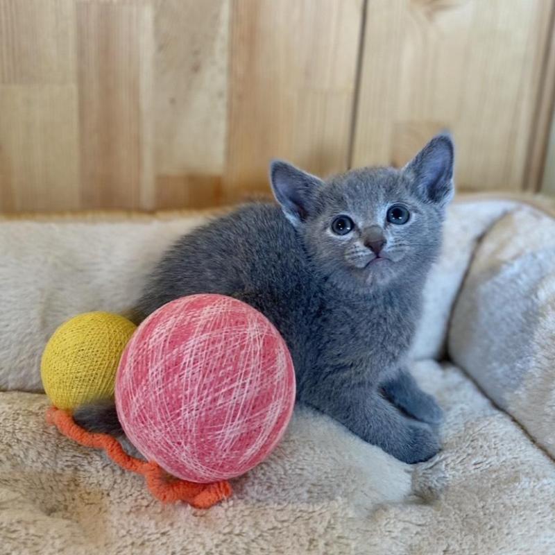 販売中の長野県のロシアンブルー-135851の5枚目