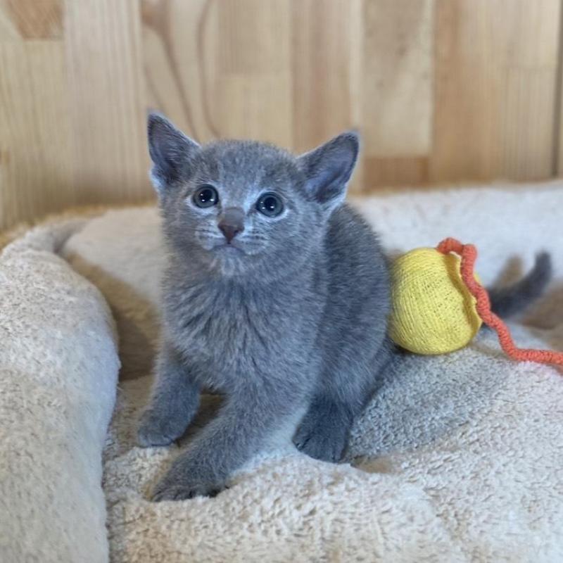 販売中の長野県のロシアンブルー-135851の3枚目