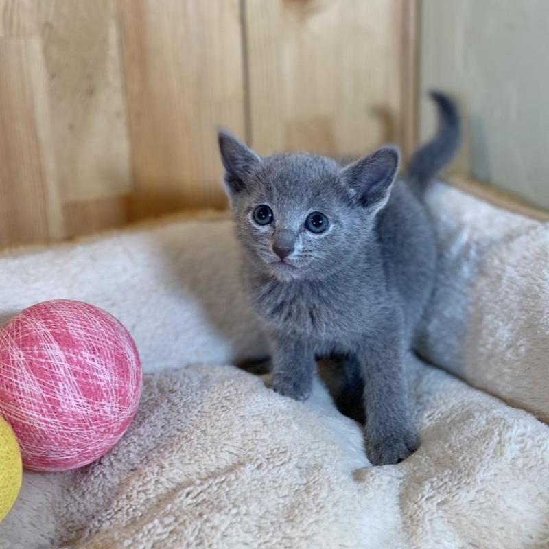 販売中の長野県のロシアンブルー-135851の2枚目