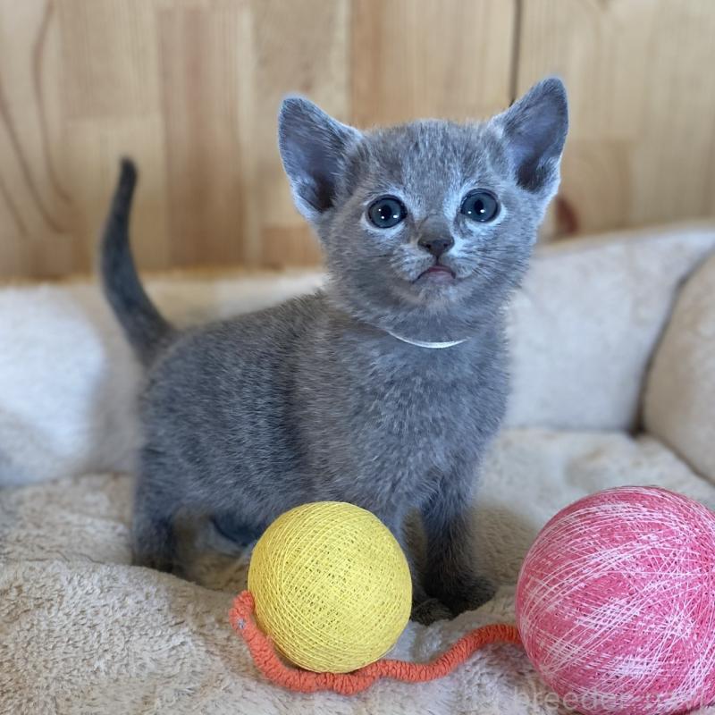 販売中の長野県のロシアンブルー-135852