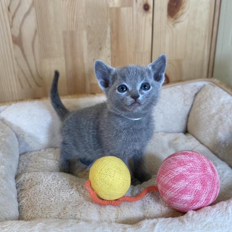 販売中の長野県のロシアンブルー-135852の10枚目