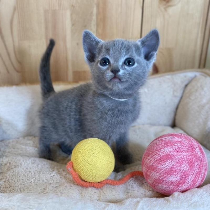 販売中の長野県のロシアンブルー-135852の9枚目