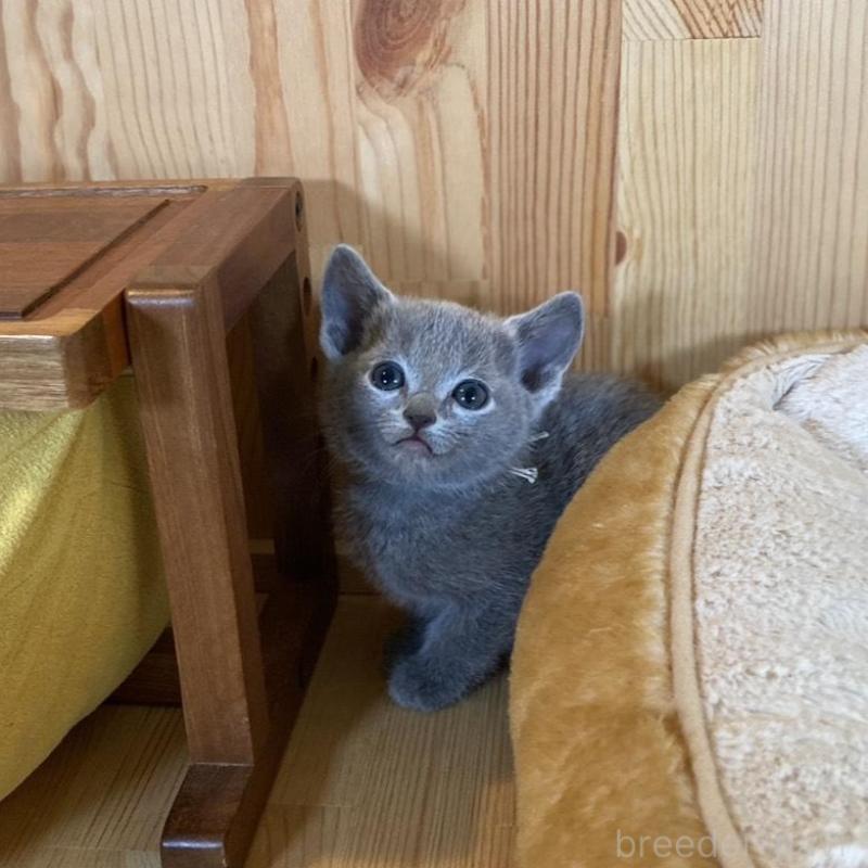 販売中の長野県のロシアンブルー-135852の8枚目