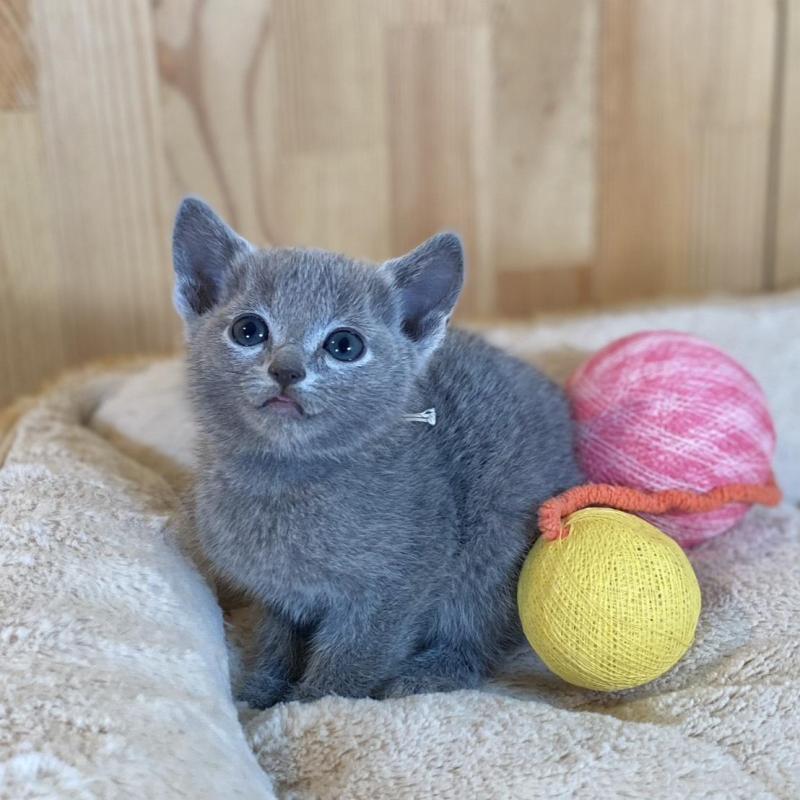 販売中の長野県のロシアンブルー-135852の7枚目