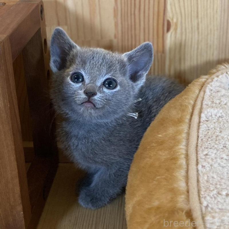 販売中の長野県のロシアンブルー-135852の6枚目