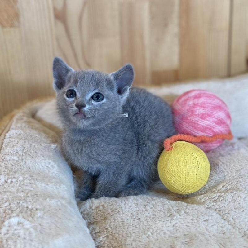 販売中の長野県のロシアンブルー-135852の5枚目