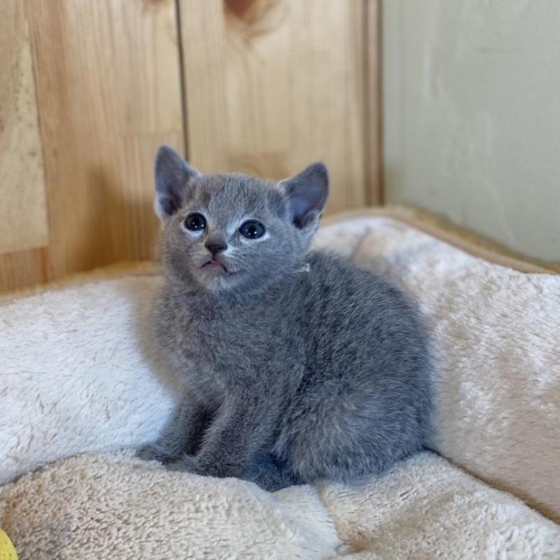 販売中の長野県のロシアンブルー-135852の4枚目