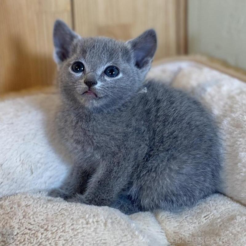 販売中の長野県のロシアンブルー-135852の3枚目