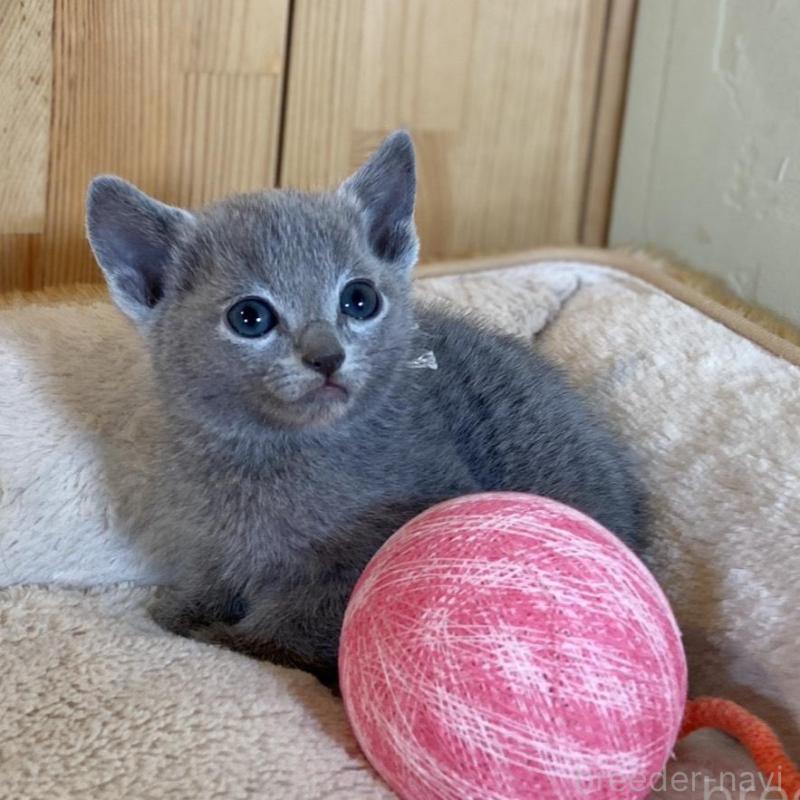 販売中の長野県のロシアンブルー-135852の2枚目