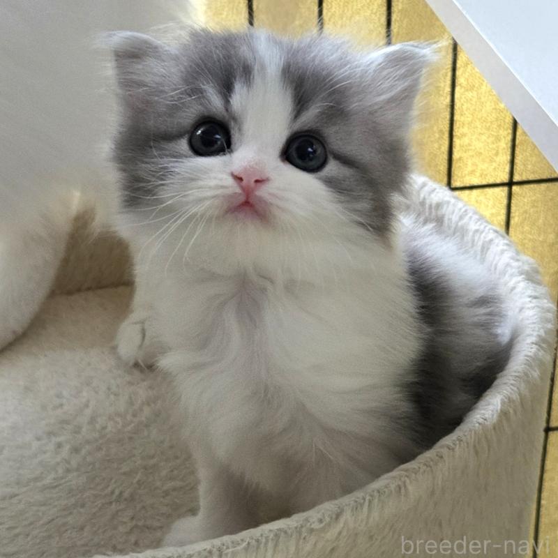 販売中の福岡県のミックス-135279