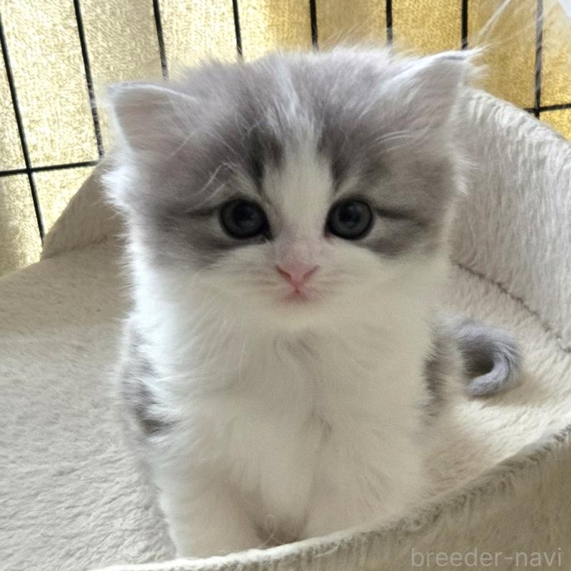 成約済の福岡県のミックス-135279の2枚目