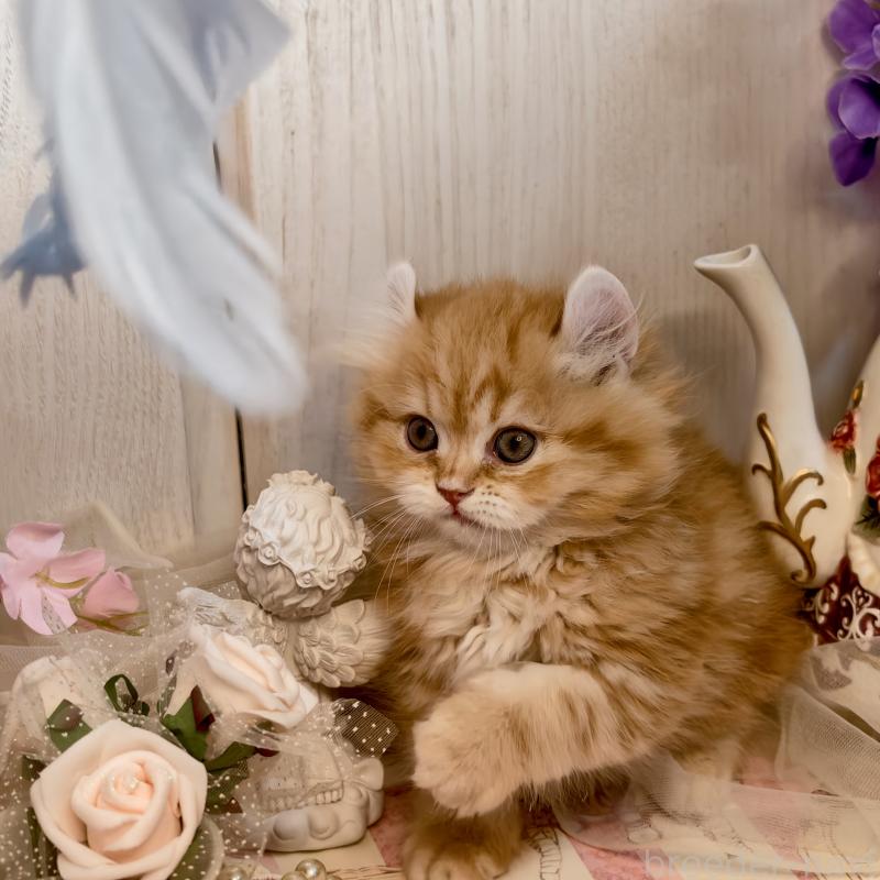 販売中の埼玉県のアメリカンカール-135856の5枚目