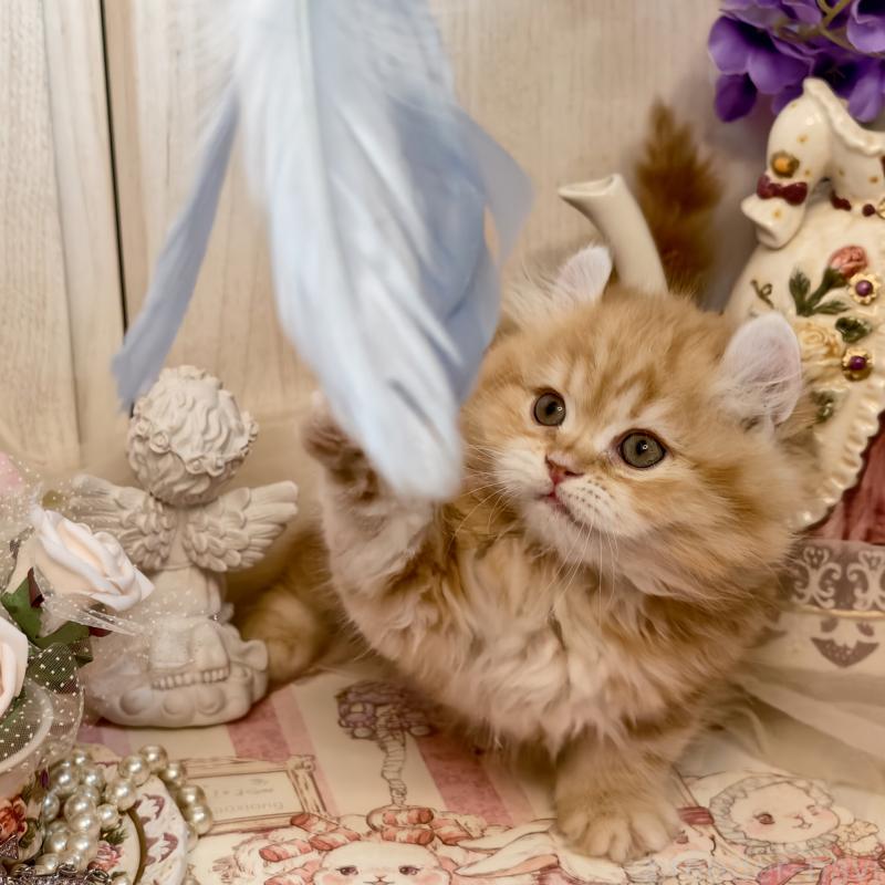 販売中の埼玉県のアメリカンカール-135856の4枚目