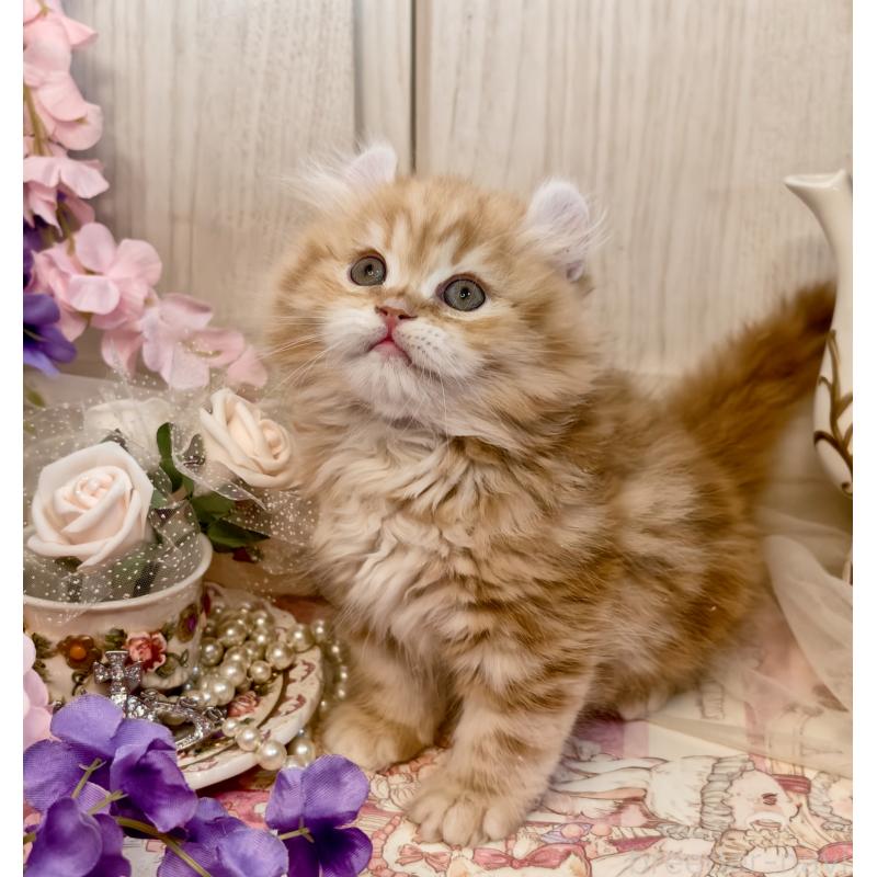 販売中の埼玉県のアメリカンカール-135856の3枚目