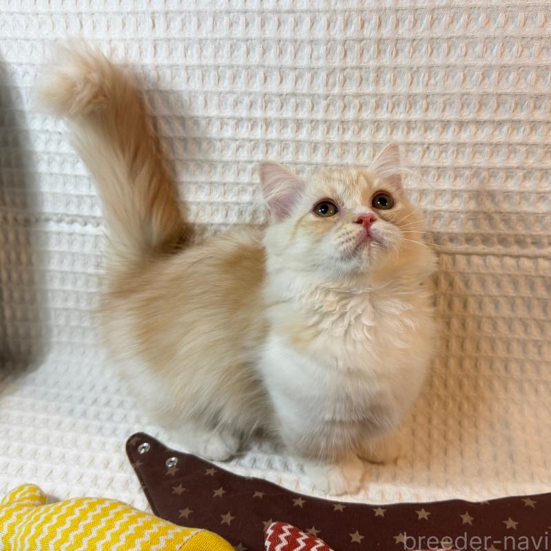 販売中の埼玉県のミヌエット(短足)-135860