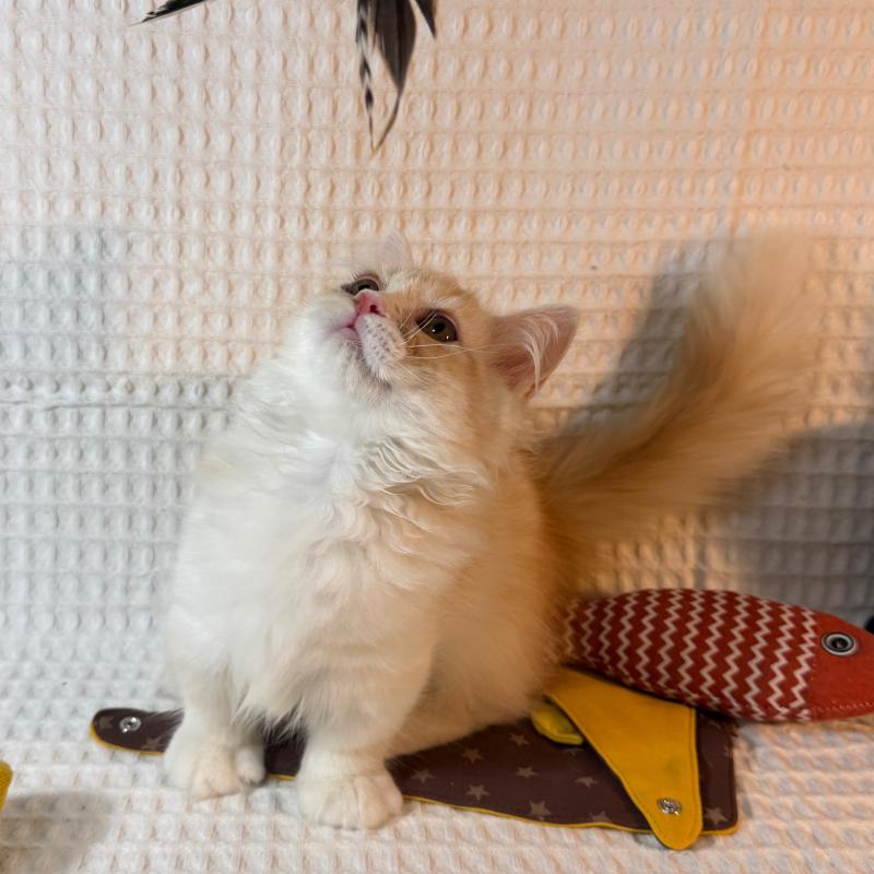 販売中の埼玉県のミヌエット(短足)-135860の2枚目