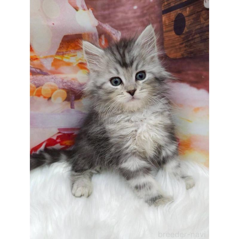 成約済の埼玉県のサイベリアン-133041の2枚目