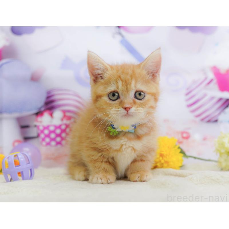 販売中の千葉県のマンチカン-135857の10枚目