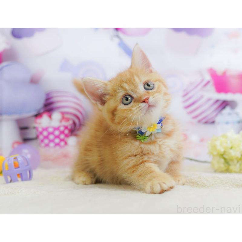 販売中の千葉県のマンチカン-135857の8枚目