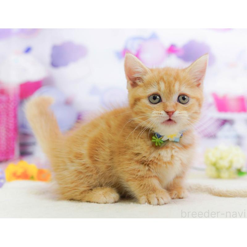 販売中の千葉県のマンチカン-135857の7枚目