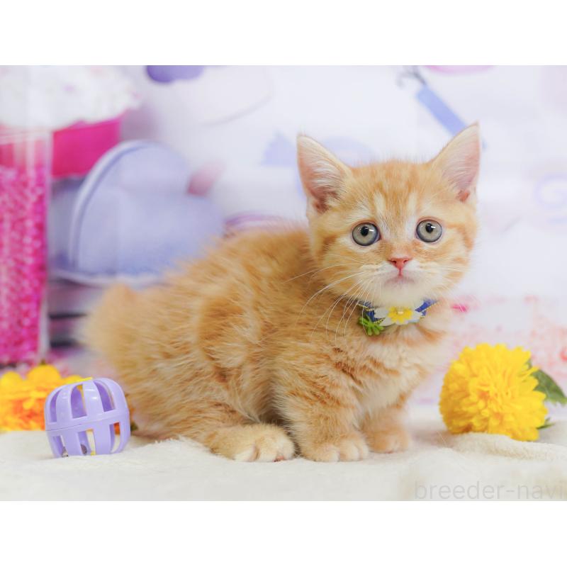 販売中の千葉県のマンチカン-135857の2枚目