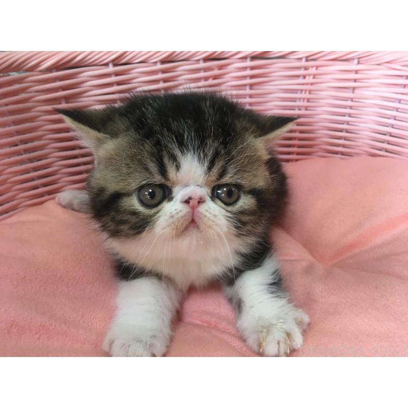 販売中の神奈川県のエキゾチックショートヘア-135863の6枚目