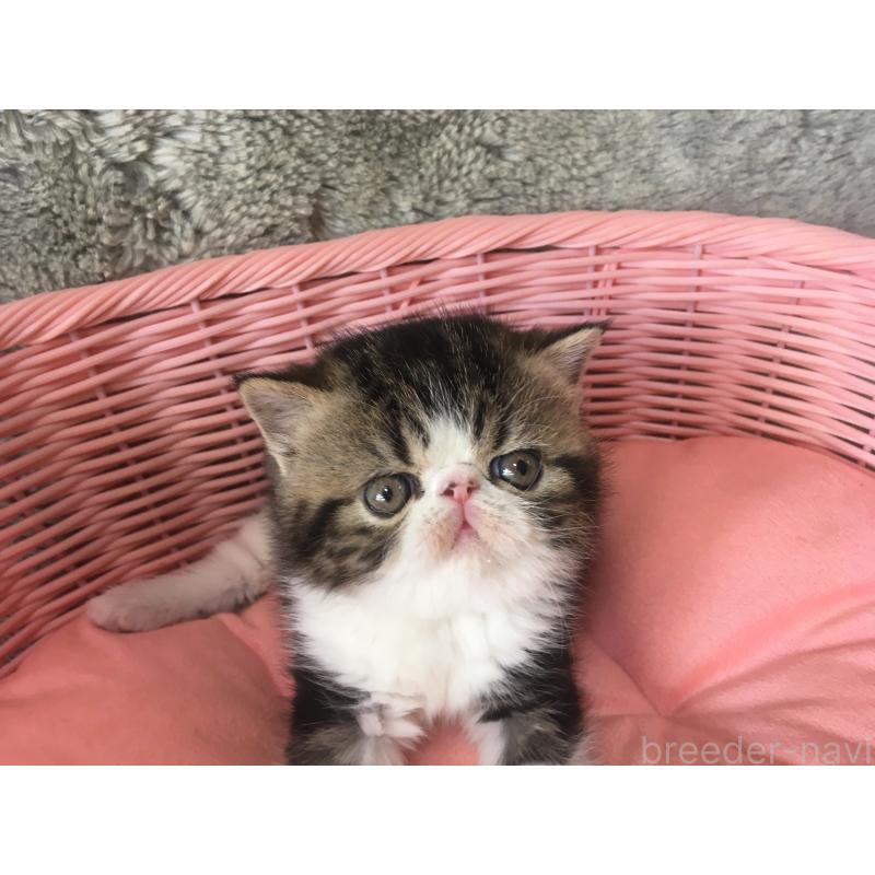 販売中の神奈川県のエキゾチックショートヘア-135863の5枚目