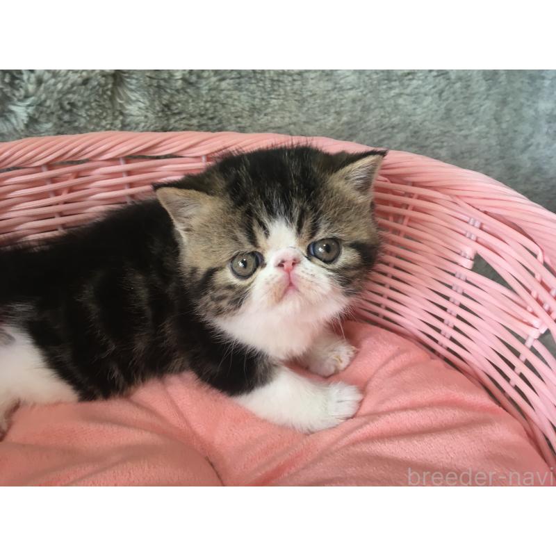 販売中の神奈川県のエキゾチックショートヘア-135863の3枚目