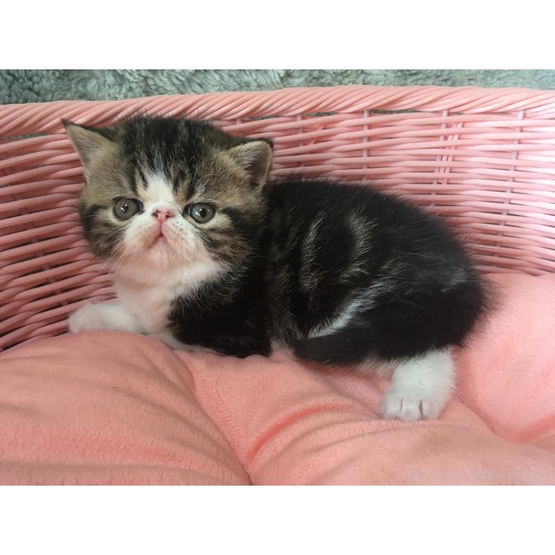 販売中の神奈川県のエキゾチックショートヘア-135863の2枚目