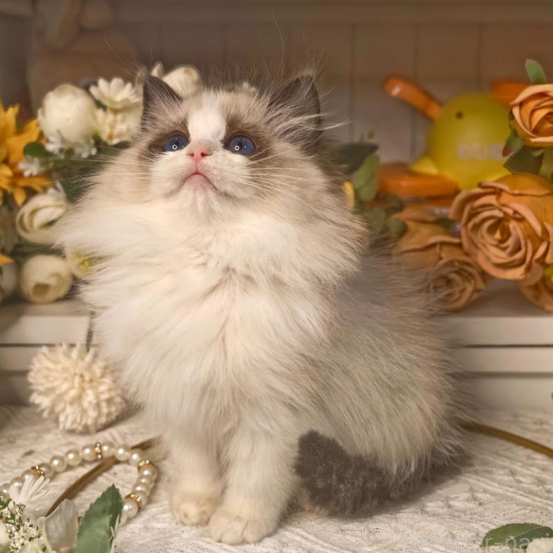 販売中の埼玉県のラグドール-135862の6枚目