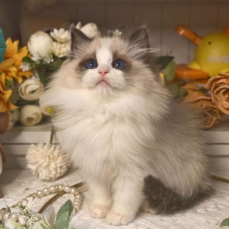 販売中の埼玉県のラグドール-135862の5枚目