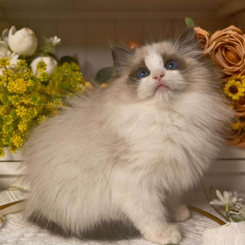 販売中の埼玉県のラグドール-135862の4枚目