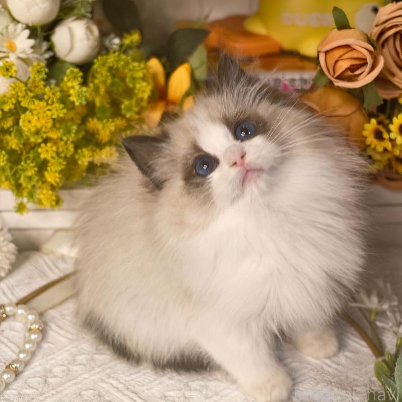 販売中の埼玉県のラグドール-135862の2枚目